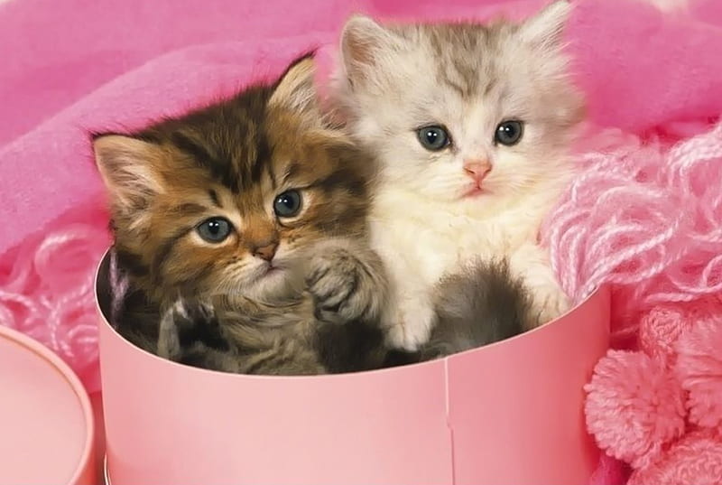 two cat, cute, pretty, two, cat, animals, sweet, HD wallpaper