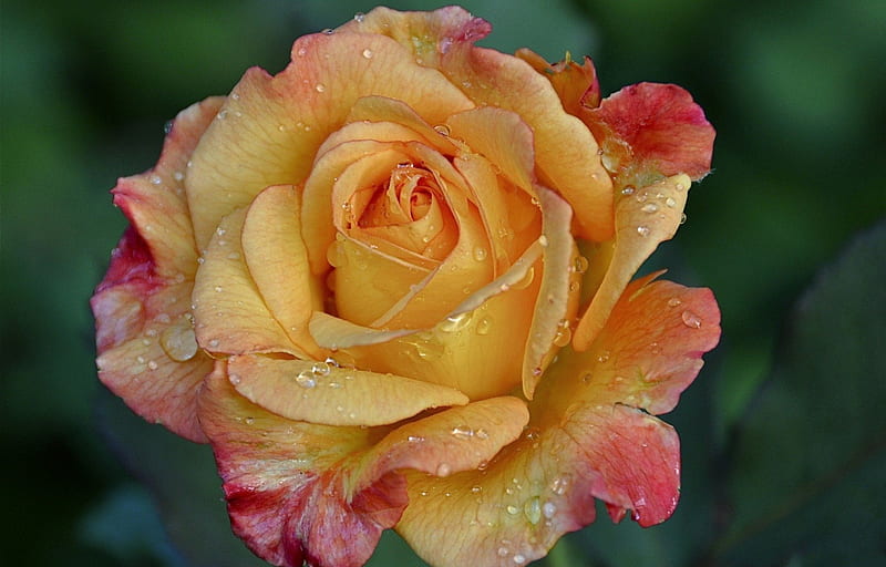 *** ROSE ***, piekna, kwiaty, nature, roza, HD wallpaper