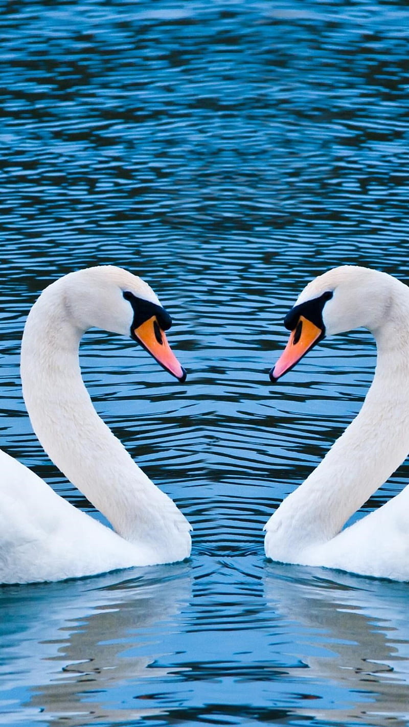 Love birds , swan, love birds, water, pair, romantic, HD phone wallpaper