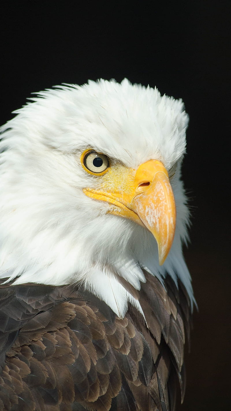 Eagle - bird, HD phone wallpaper