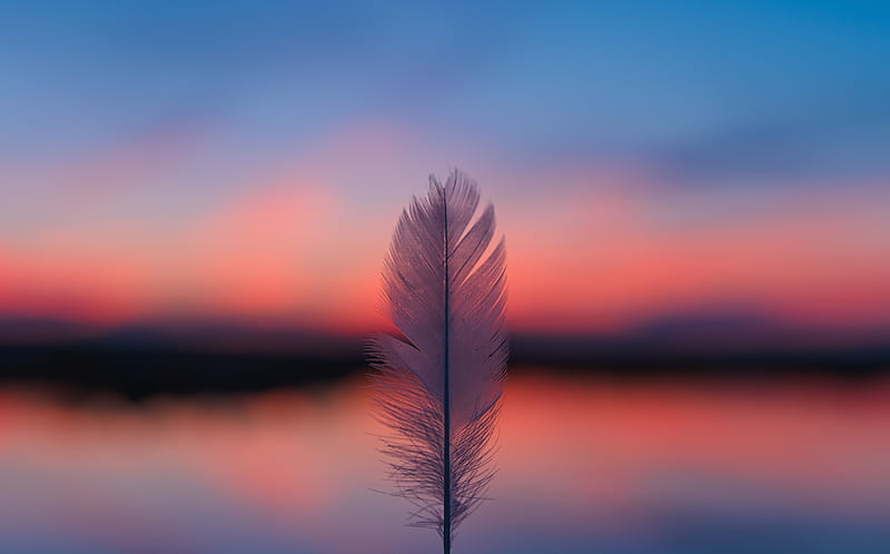 Feather Focus Blur Sunset , feather, sunset, nature, blur, HD wallpaper