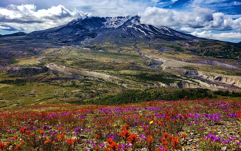Early Summer at Mount St. Helens, Washington, field, sky, rocks, usa, flowers, clouds, HD wallpaper