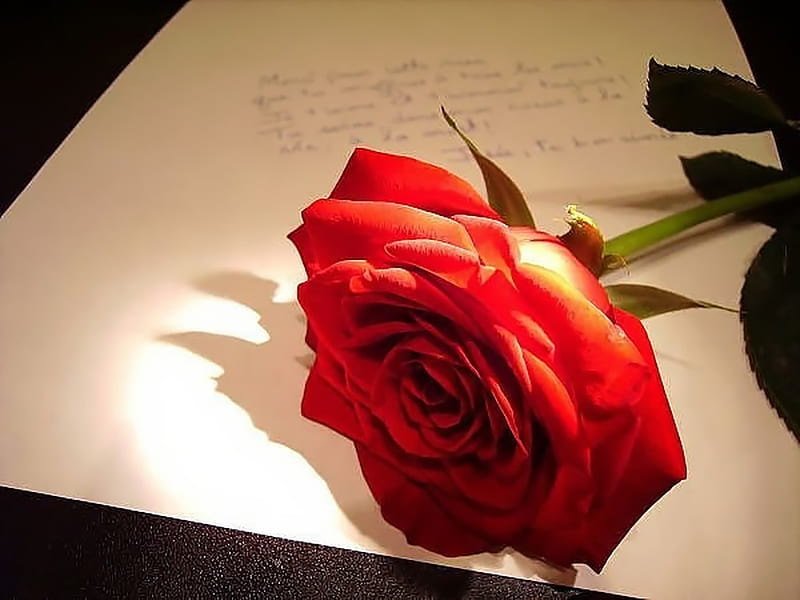 A Love Letter, graphy, romantic, rose, love, love letter, letter, HD wallpaper | Peakpx
