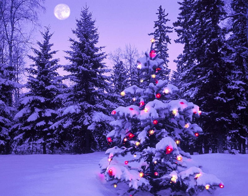 Christmas Tree, nature, christmas, night, pine tree, HD wallpaper | Peakpx