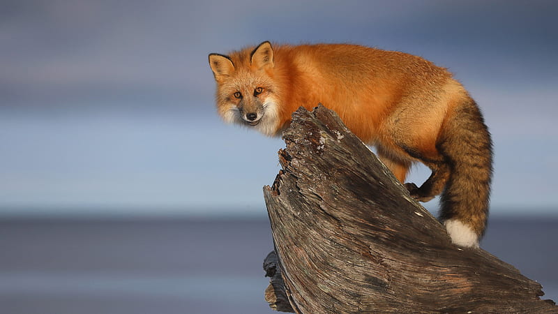 Red Fox Is Standing On Wood Animals, HD wallpaper