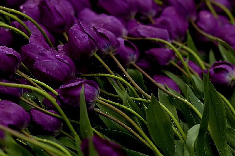 Tulips, water, purple, flowers, stems, drops, buds, HD wallpaper