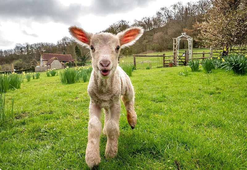 Day-old lamb, Lamb, Sheep, Exploring, Sussex, 20 March 2019, England, HD wallpaper