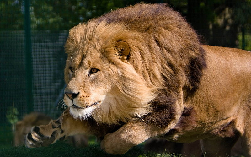 lion mane predator king beasts-Animal, HD wallpaper