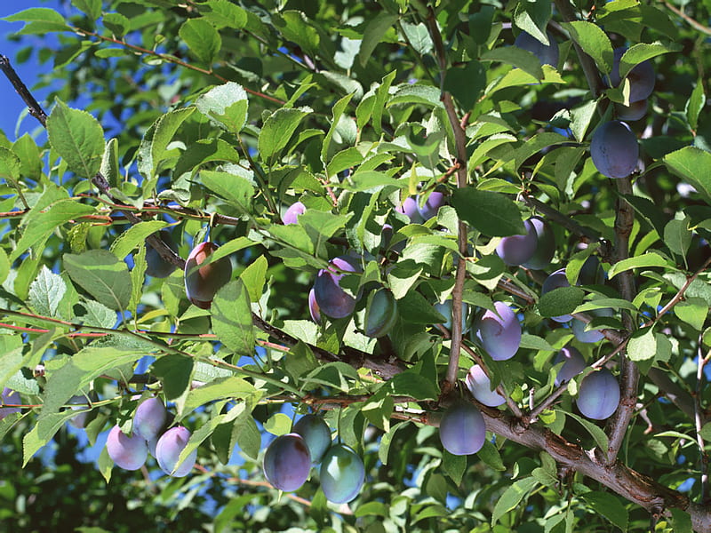 Plum-Tree, ripe, tree, plums, fruits, HD wallpaper