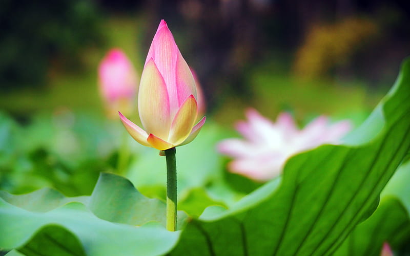 Little Pink Lotus 2019 Nature Flower, HD wallpaper