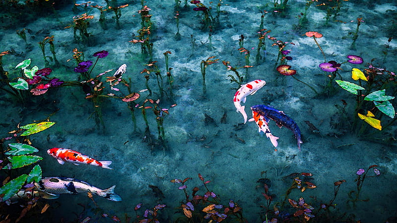 Colorful Koi Carp Fishes Swimming On Water Fish, HD wallpaper