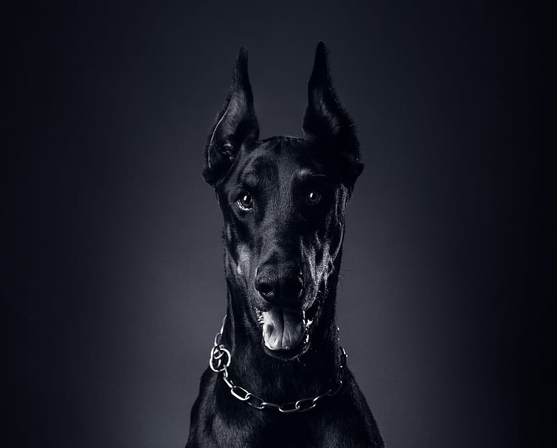 Animal Black Dog Posters Doberman Mafia Dog Poster Cool Posters Canvas Wall  Art Prints for Wall Decor Room Decor Bedroom Decor Gifts Prints  16x24inch40x60cm UnframeStyle  Amazonca Home