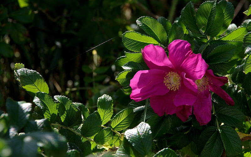 Wild Rose, flower, nature, pink, HD wallpaper
