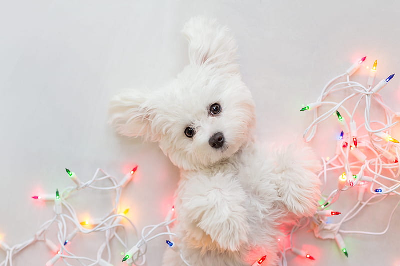 Perros, west highland white terrier, bebé animal, luces de navidad, perro,  mascota, Fondo de pantalla HD | Peakpx