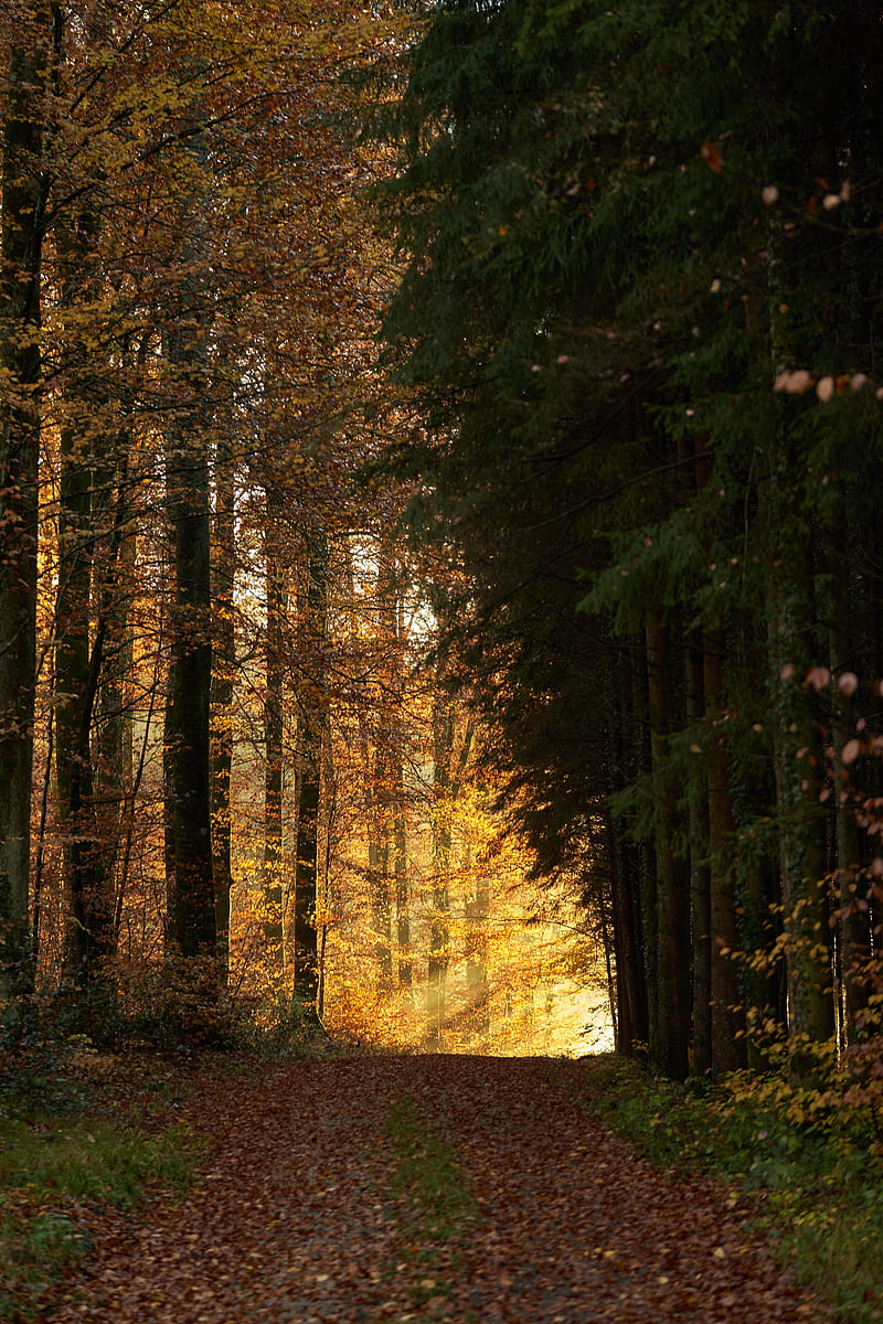 trees, path, forest, rays, light, HD phone wallpaper