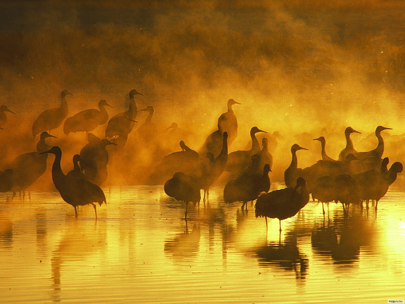 Fog Sunrise Waterfowl, foggy, brown, orange, yellow, bath, bonito, sunset, fog, nice, gold, source, waterscape, sunrise, mirror, animals, rivers, amazing, lakes, sunlight, birds, lagoons, waterfowl, water, cool, awesome, nature, reflected, reflections, HD wallpaper