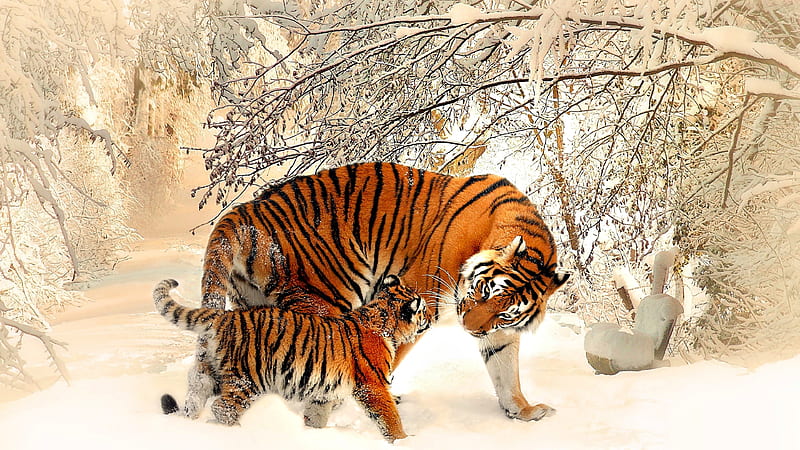Mama Tiger and her Kid, Tiger, pretty, Snow, Winter, HD wallpaper