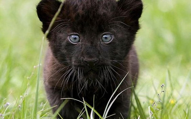 Black Panther Cub, Cub, Black, Panther, Animals, HD wallpaper | Peakpx