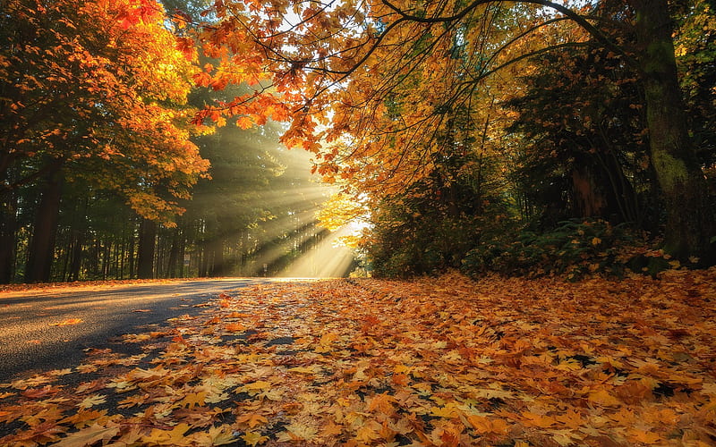 autumn landscape, park, yellow leaves, autumn, road, yellow trees, forest, HD wallpaper