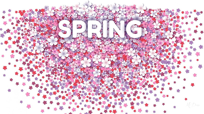 SPRING, lavender, floral, summer, blossoms, flowers, spray, blooms, pink, HD wallpaper