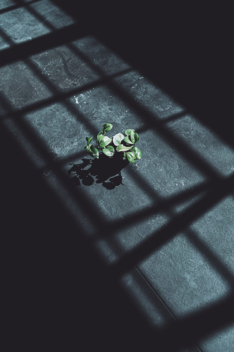 plant, leaves, shadow, light, HD phone wallpaper