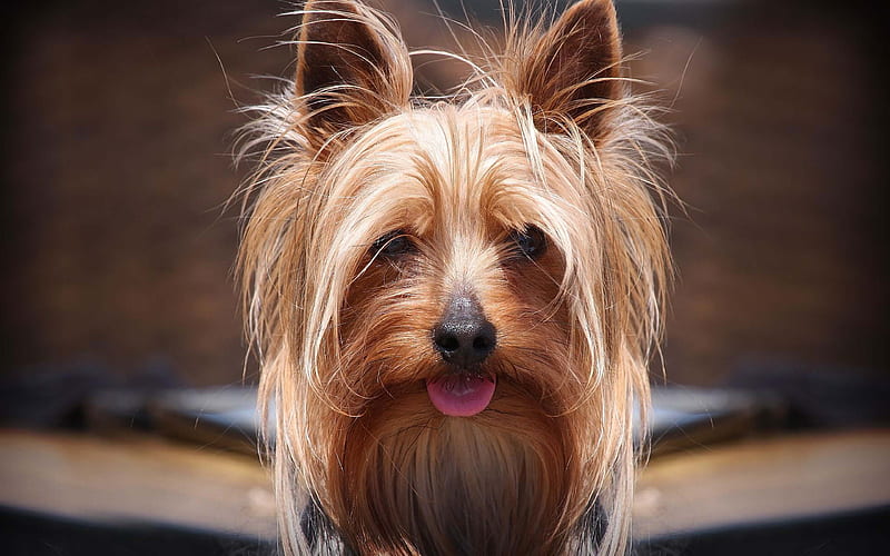 Yorkshire Terrier Dog, pets, muzzle, cute animals, dogs, Yorkshire Terrier, HD wallpaper