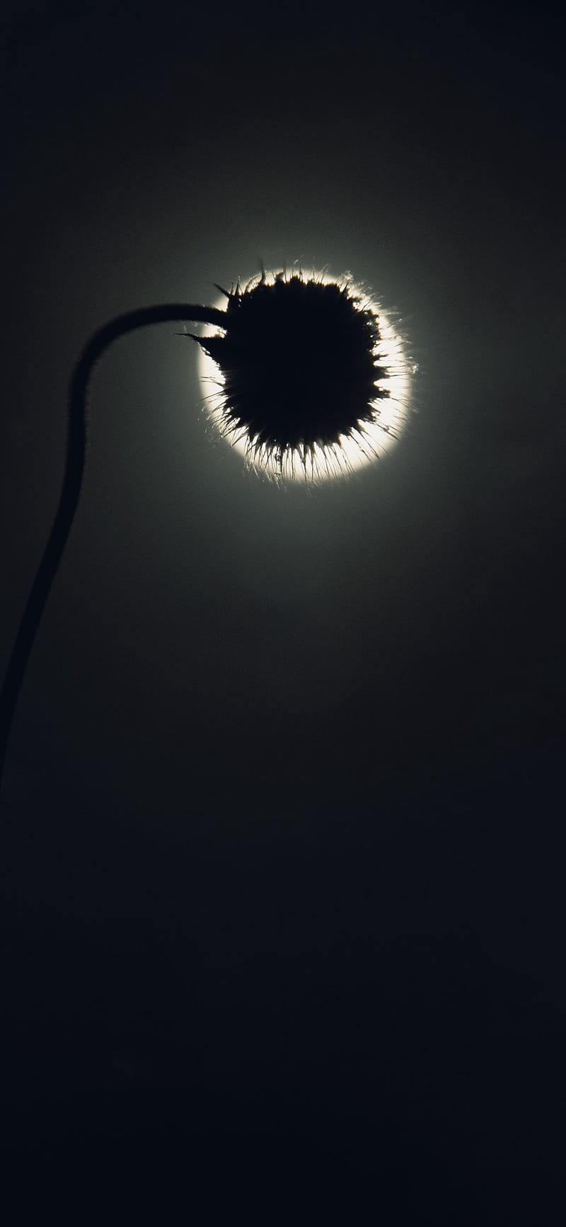 Dark flower, edge, oneplus, oneplus 6t, oneplus6t, themes, ultra, HD phone wallpaper