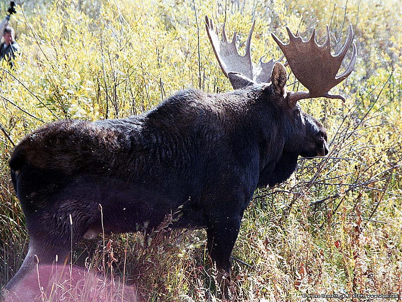 Bull Moose, forest, male, moose, grazing, bull, HD wallpaper