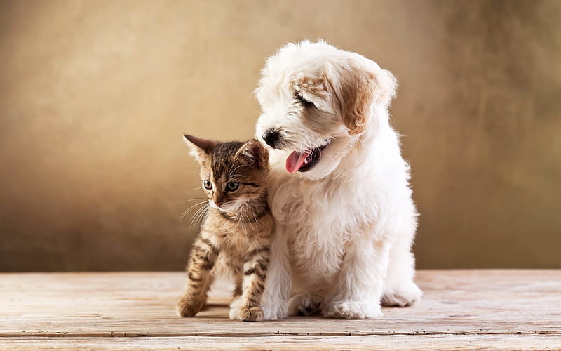 Two Friend, cat, kitten, dog, animal, lap dog, HD wallpaper