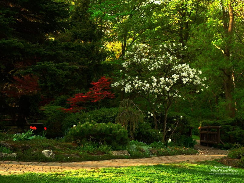 Garden, walkway, green, flower, white, shrubs, HD wallpaper | Peakpx