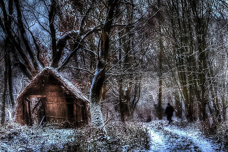 The Woodsman, forest, shack, weathered, man, cabin, old, winter, cold, path, HD wallpaper