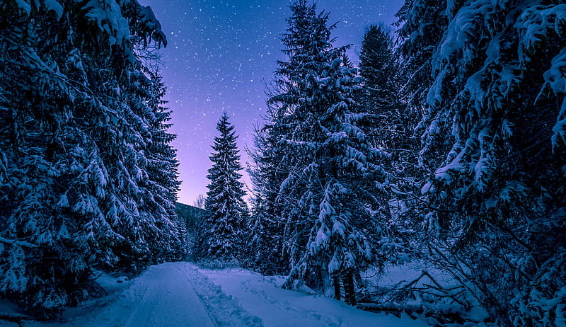 Trees Covered With Snow zing Forest Winter , trees, nature, snow, forest, winter, HD wallpaper