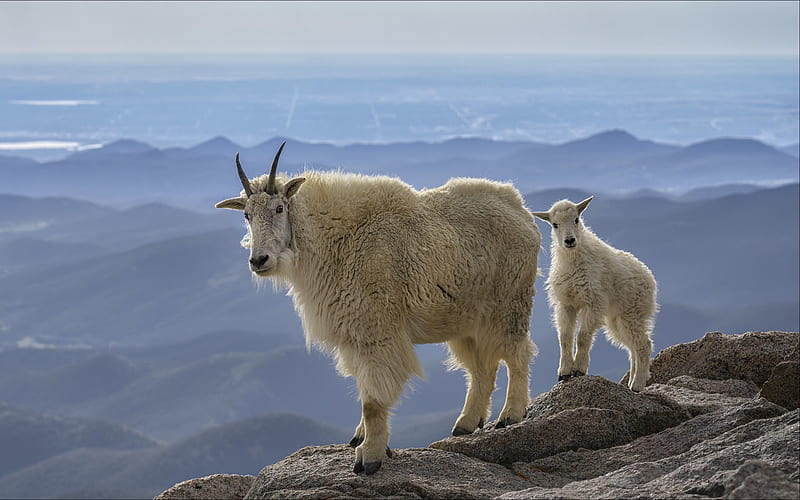 Mountain Goats, kid, goats, mountains, animals, HD wallpaper | Peakpx