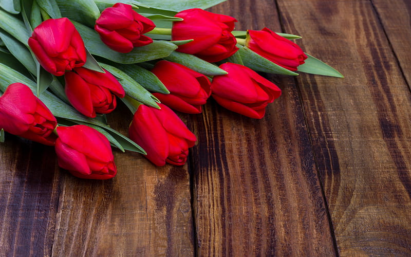 red tulips, spring flowers, bouquet of tulips, beautiful flowers, tulips, March 8, spring, HD wallpaper