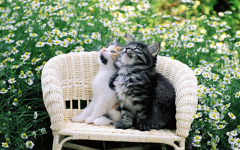 cat friends-a small cat on a chair, HD wallpaper