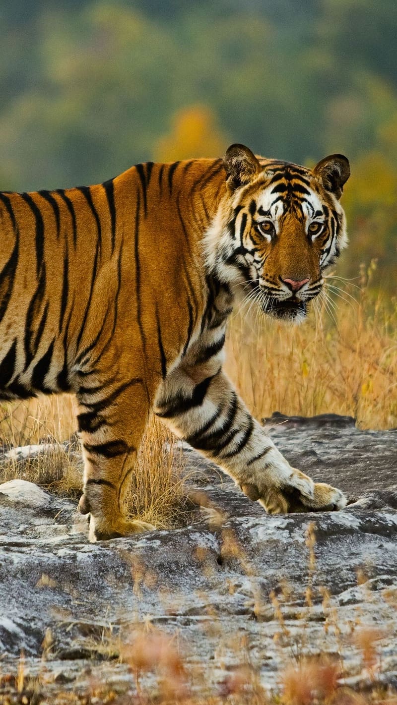 Lion Tiger, Walking On Rock, animal, wild, HD phone wallpaper