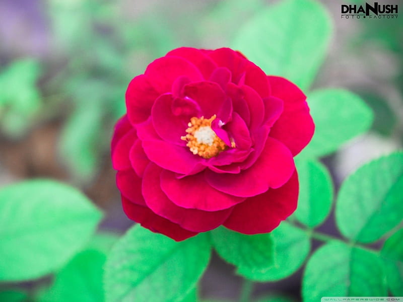 Red rose, red, rose, green, field, HD wallpaper | Peakpx