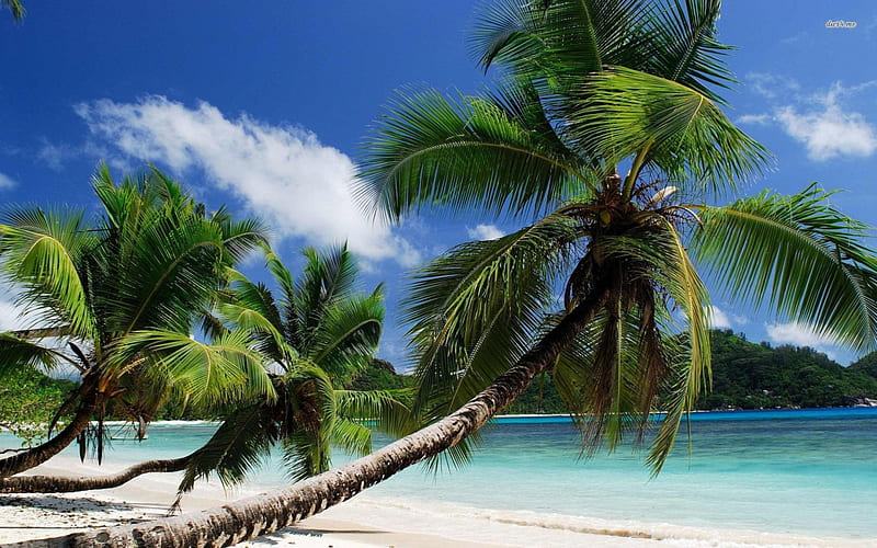 reaching out, beach, tree, palm, ocean, HD wallpaper