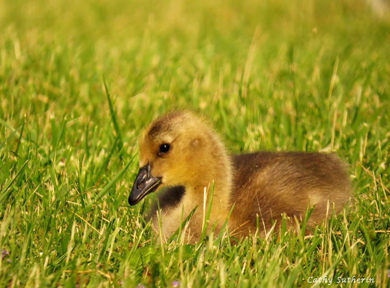 Baby Goose in the Evening Sun, geese, nature, country, goose, baby, field, animal, HD wallpaper