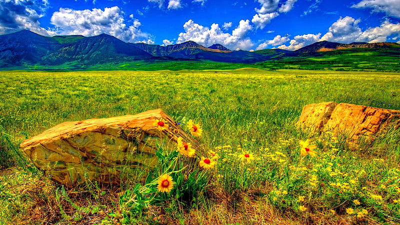 Wildflowers, mountains, meadow, landscape, stones, sky, clouds, HD wallpaper