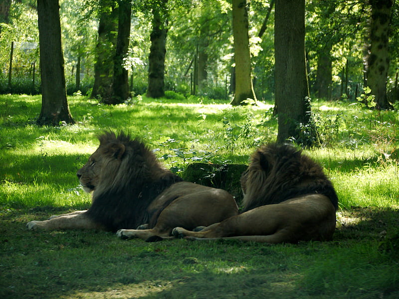 If You Go Down In The Woods Today Rest Wiltshire Shade Resting