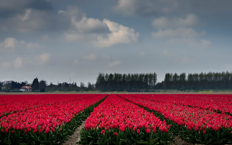 Field of tulips, pink tulips, Holland, wild flowers, tulips, HD wallpaper