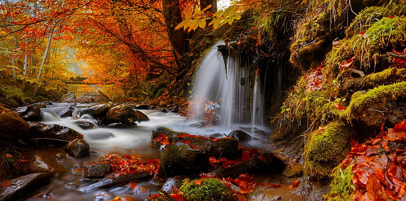 Donca river, Romania, forest, fall, autumn, colors, bonito, park, trees ...