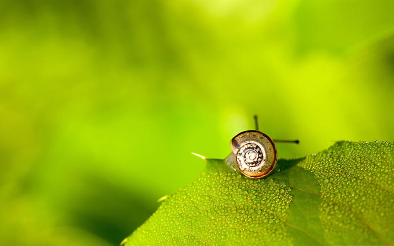 ail on leaf-snail album, HD wallpaper