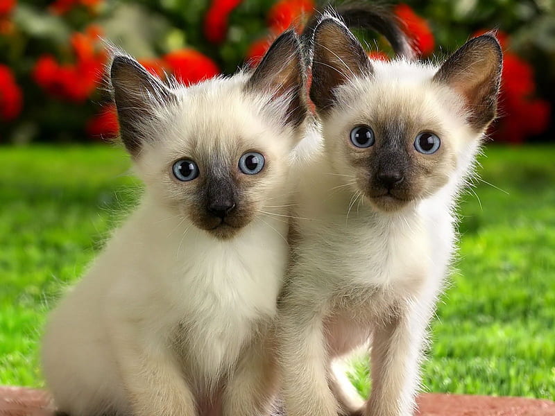 Ragdoll Kittens, 2 ragdoll kittens, cats, grass, HD wallpaper