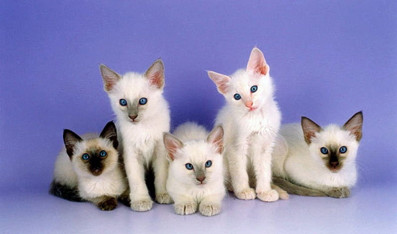Balinese Kittens, Cats, Blue Eyes, Kittens, Balinese, Animals, HD wallpaper
