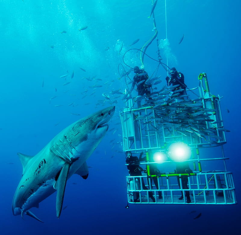 Great white, shark, divers, cage, HD wallpaper