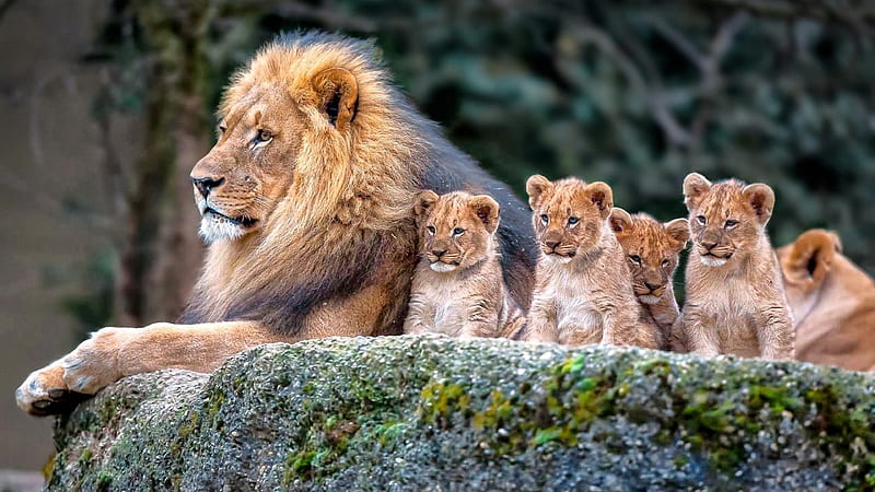 lion family, cubs, predator, big cats, Animal, HD wallpaper