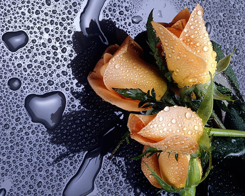 Roses, flowers, heart, love, rain, raindrops, rose, valentine, water, wet, HD wallpaper