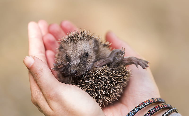 Hedgehog, cute, arici, hand, baby, animal, HD wallpaper